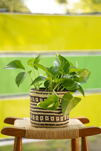 Handwoven Palm Basket-Planter with Lid