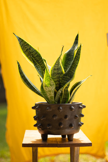 Oaxacan Footed Thorn Planter